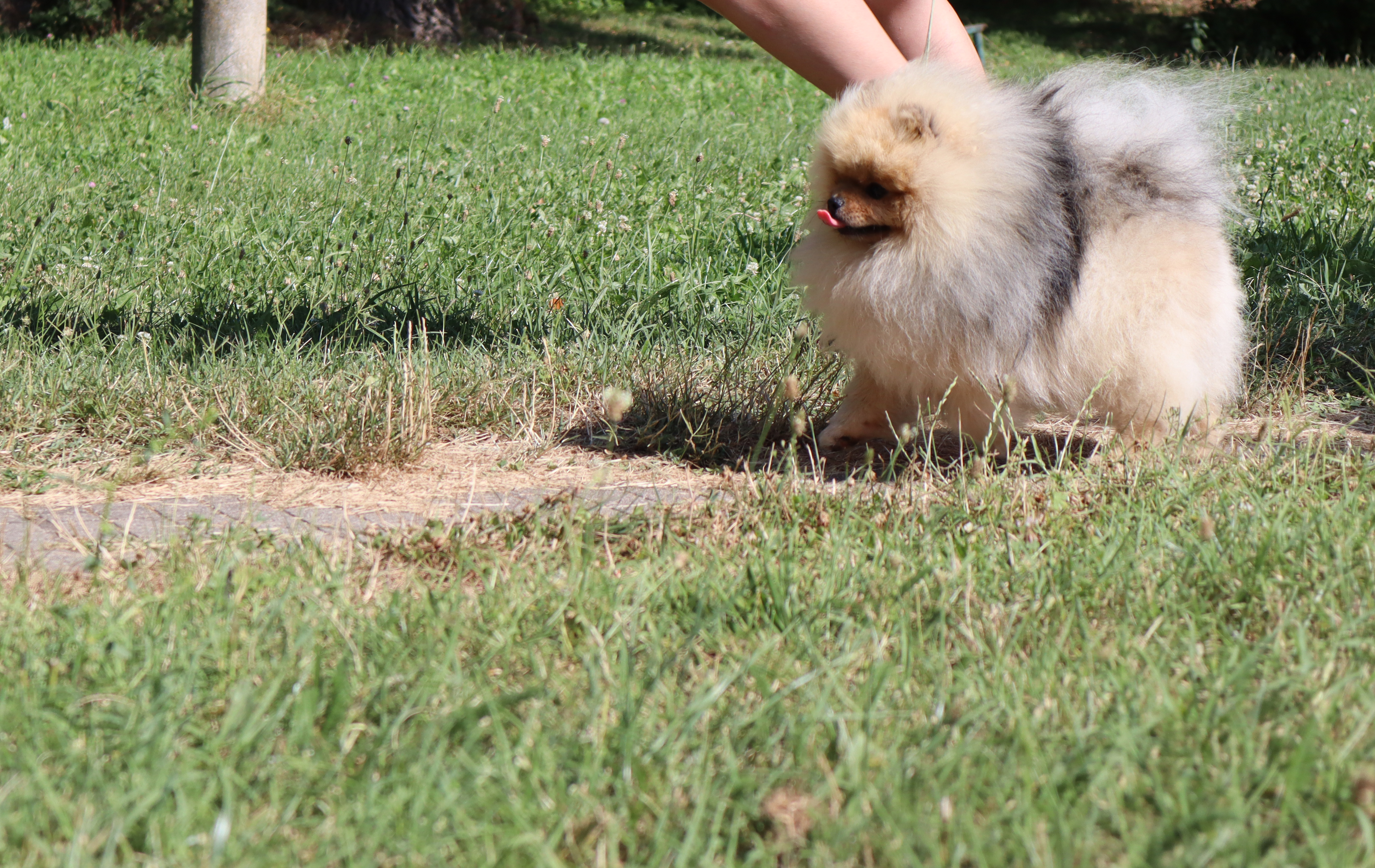 Born To Be Famous Forged In Fire "Aro" 8