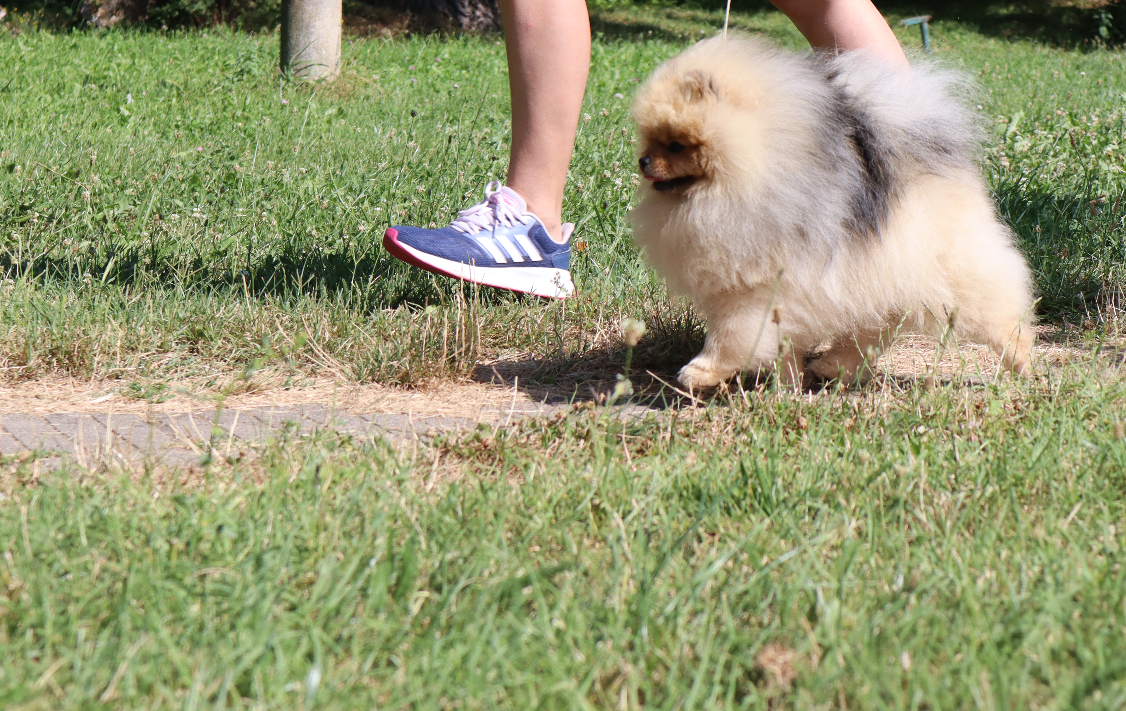 Born To Be Famous Forged In Fire "Aro" 7