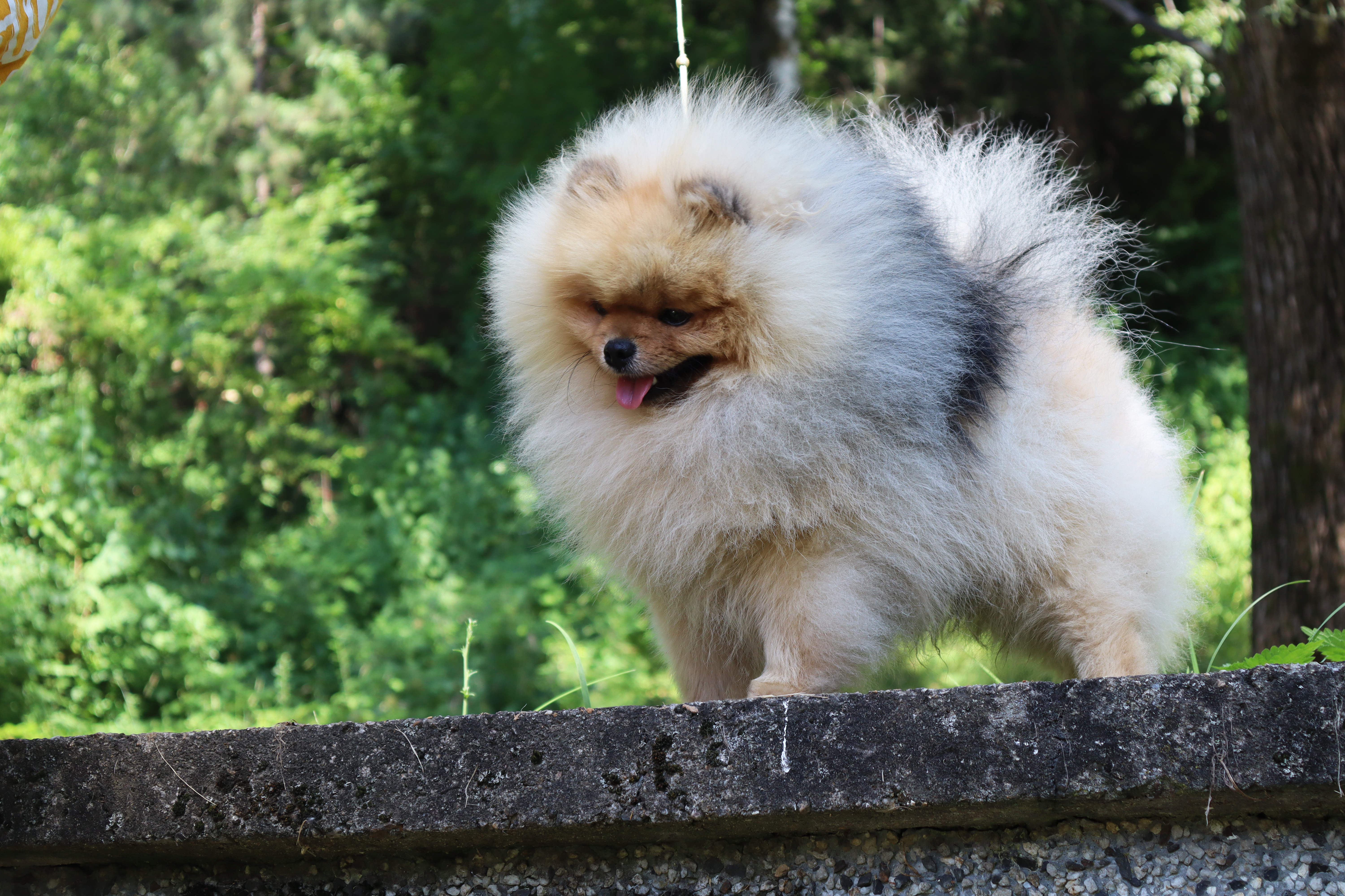 Born To Be Famous Forged In Fire "Aro" 9