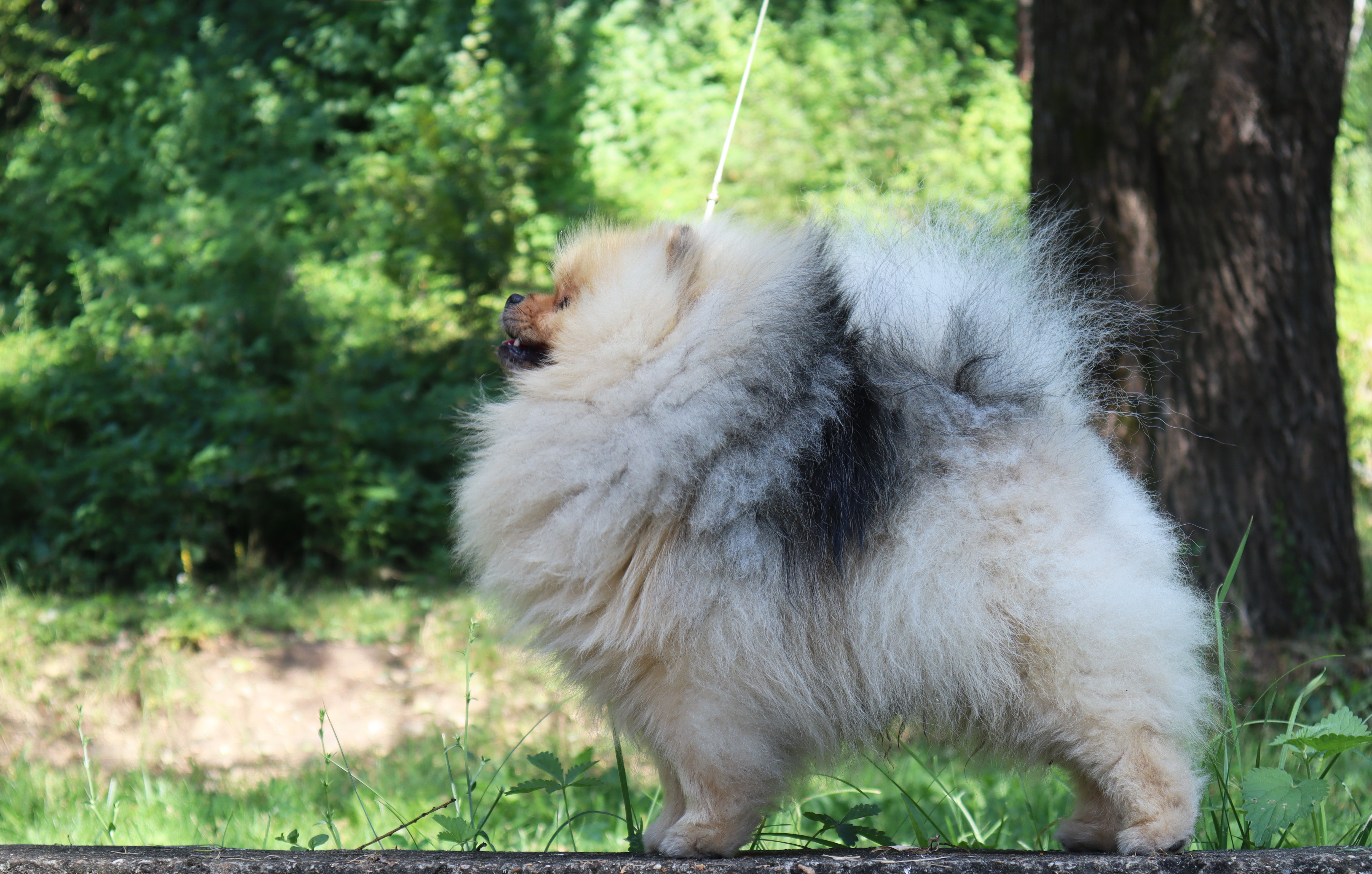 Born To Be Famous Forged In Fire "Aro" 10