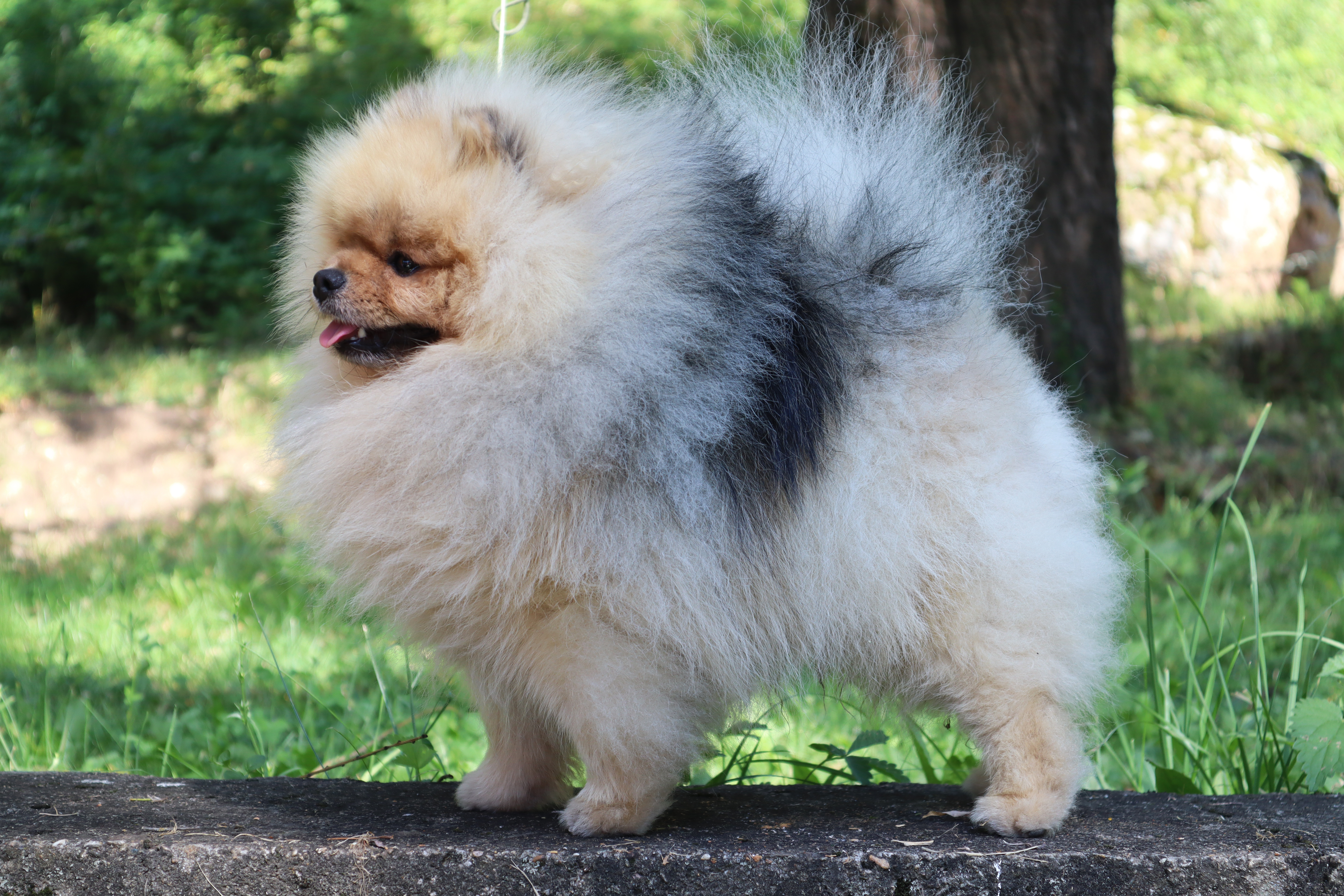 Born To Be Famous Forged In Fire "Aro" 11