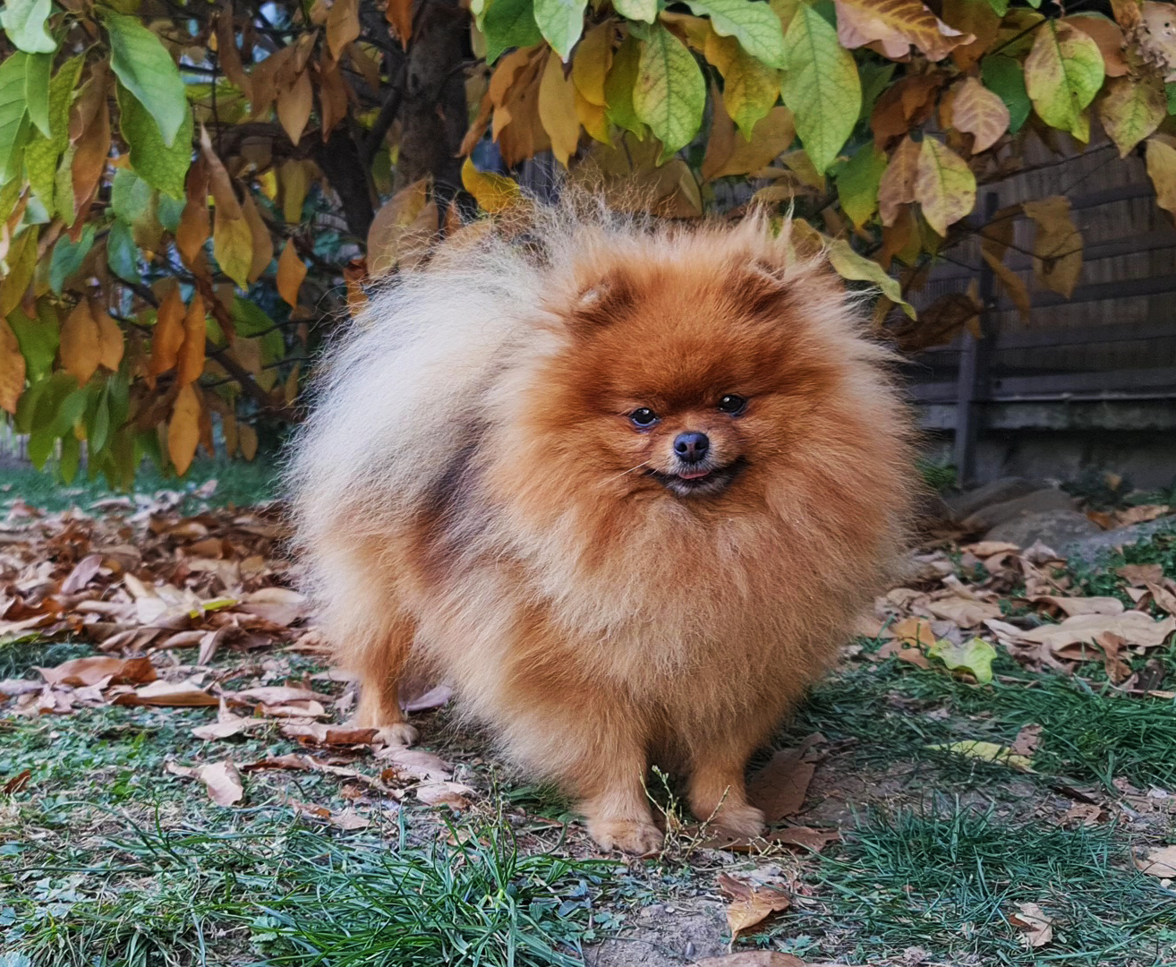 Born To Be Famous Bet On Me "Zina"