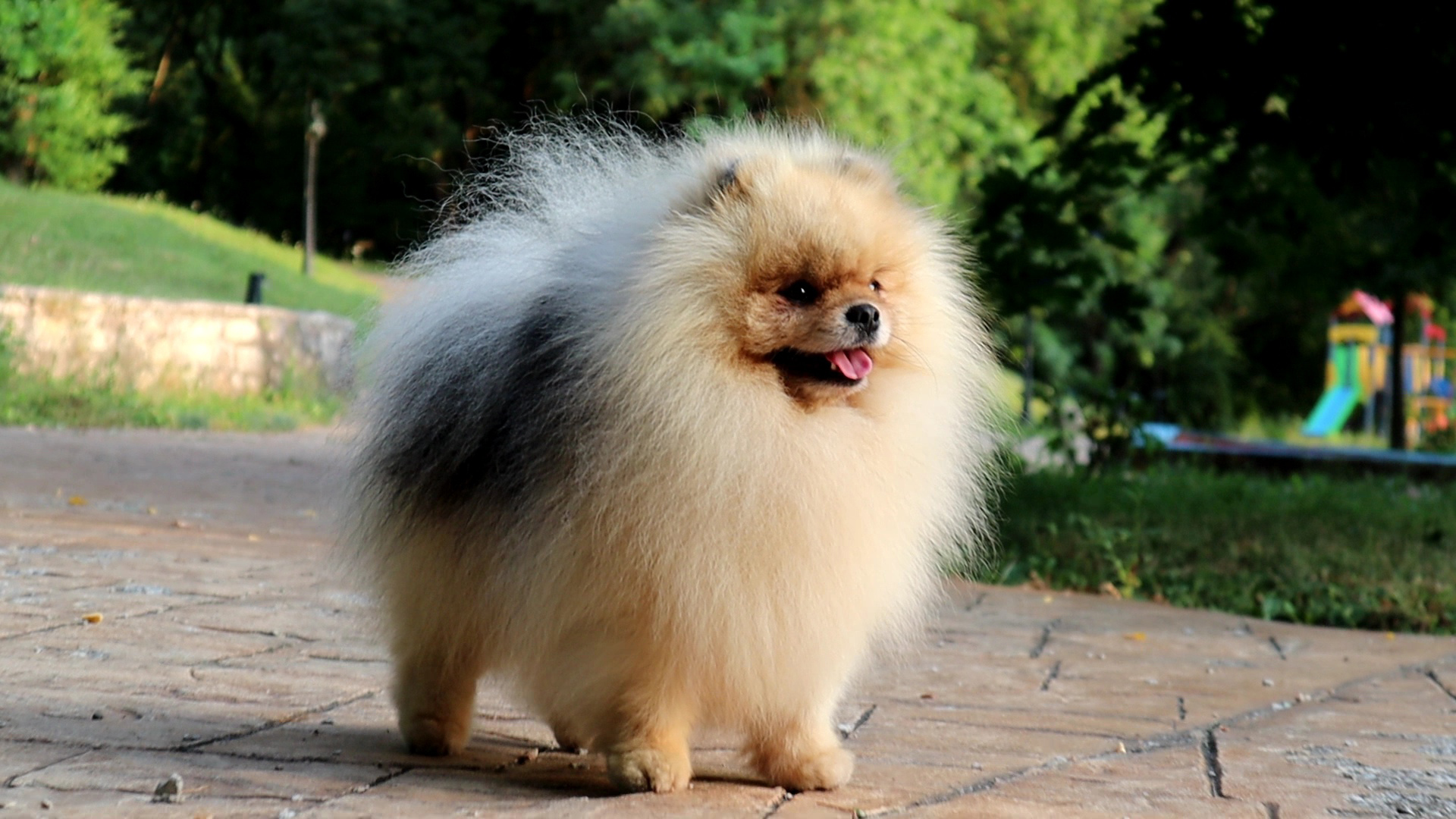 Born To Be Famous Forged In Fire "Aro" 2