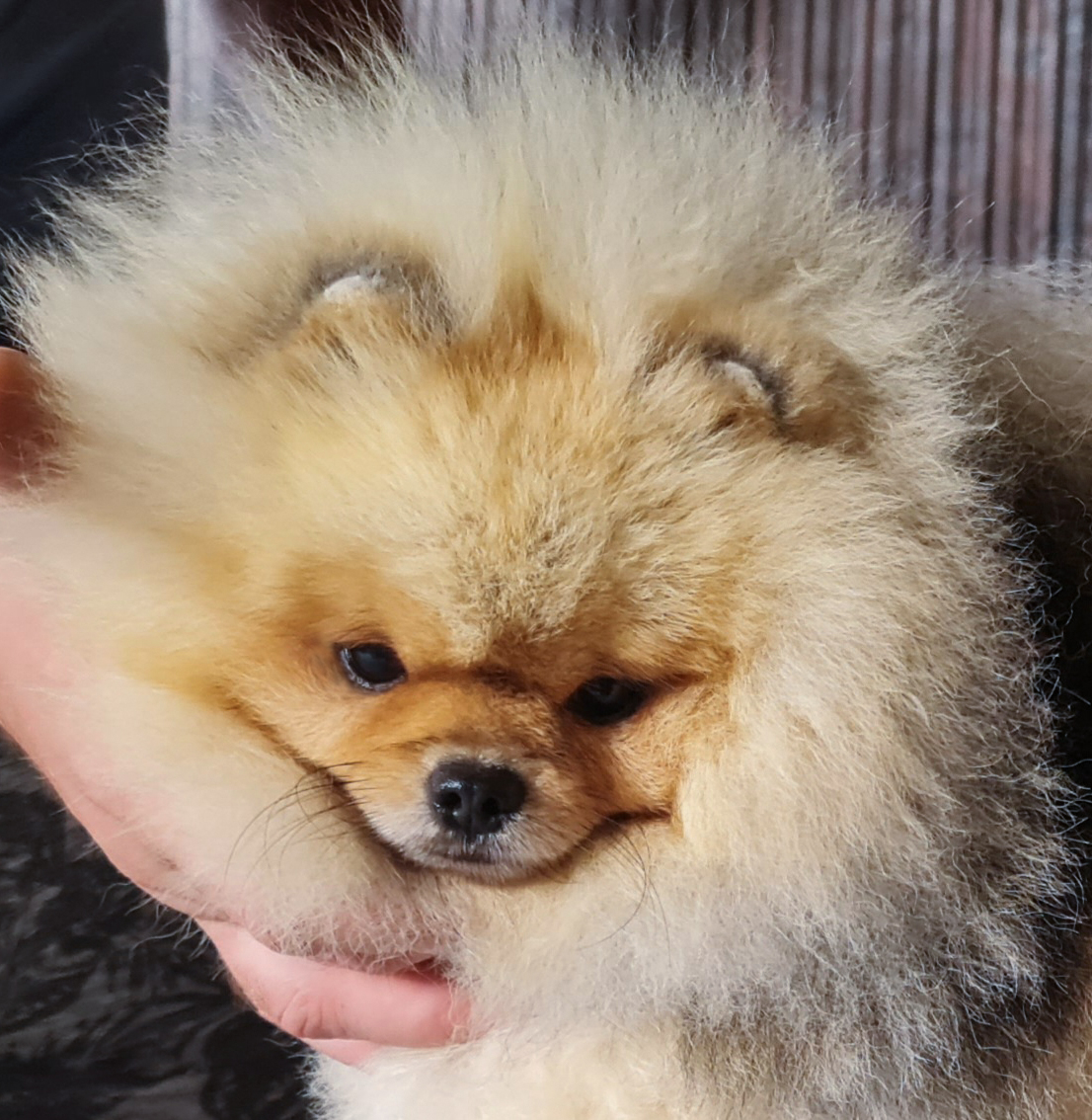 Born To Be Famous Forged In Fire "Aro" 12