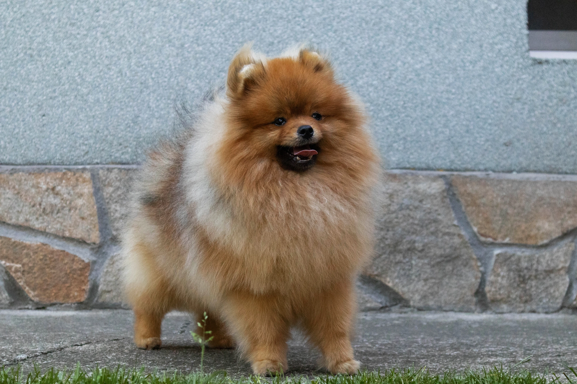 Born To Be Famous Ultimate Weapon "Koda" 7