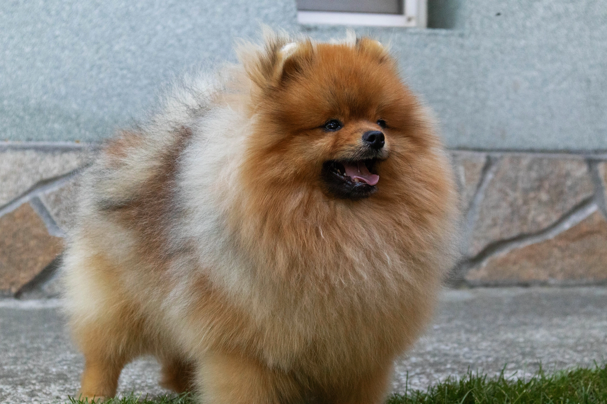 Born To Be Famous Ultimate Weapon "Koda" 3