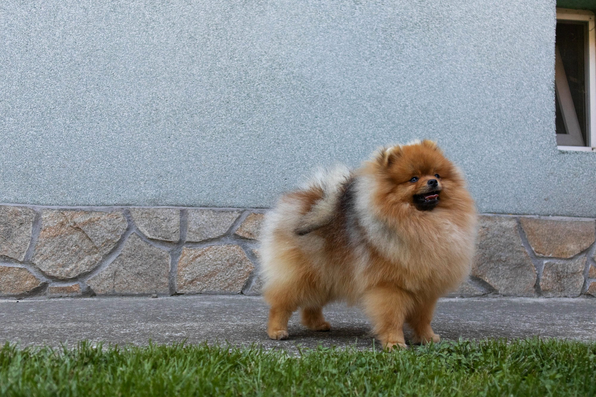Born To Be Famous Ultimate Weapon "Koda" 4