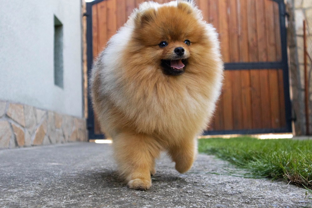 Born To Be Famous Ultimate Weapon "Koda"