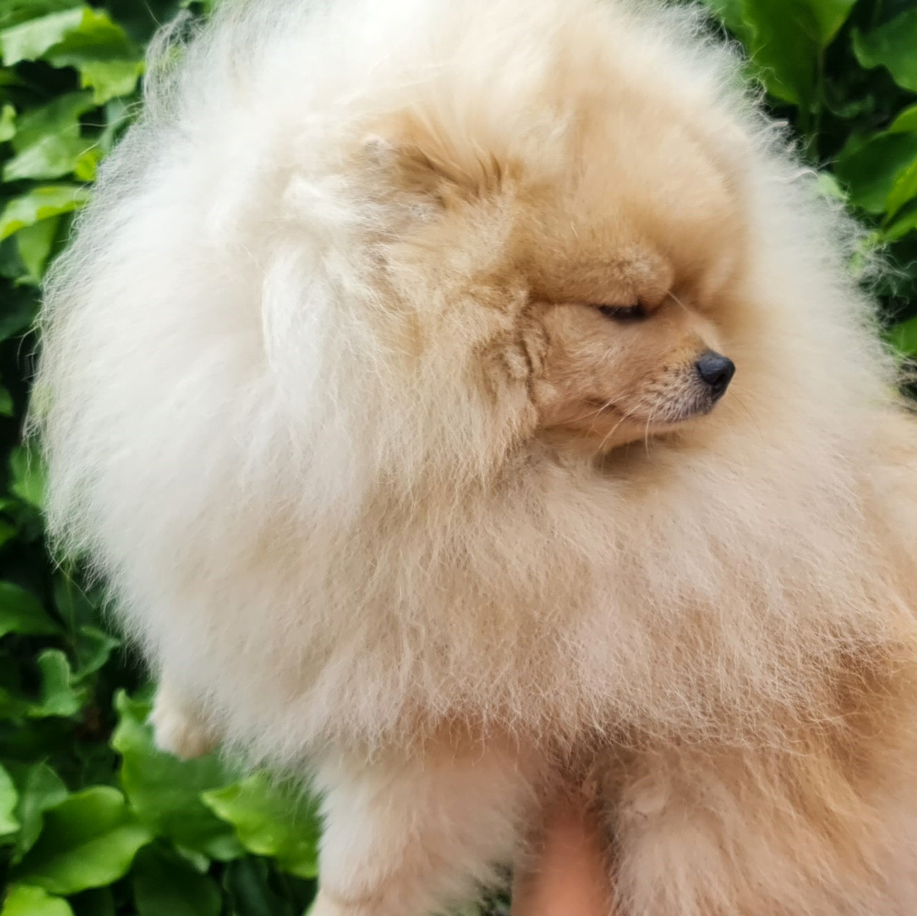 Born To Be Famous Awakening Of The Champion "Nitro" 2