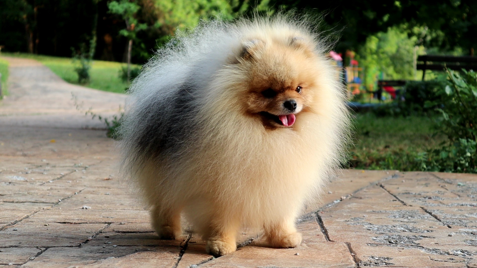 Born To Be Famous Forged In Fire "Aro" 3