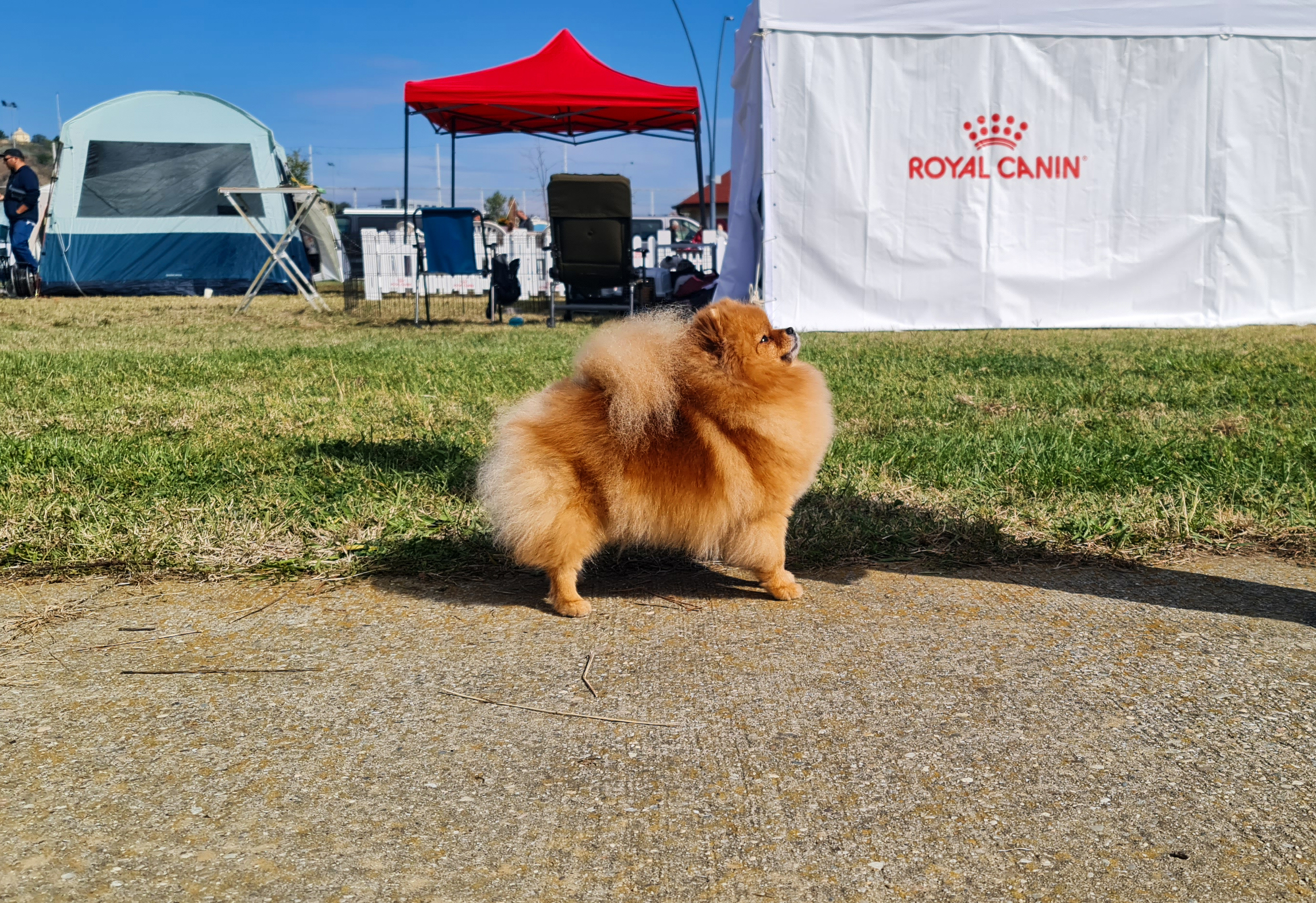 Born To Be Famous Hold My Crown "Honey" 4