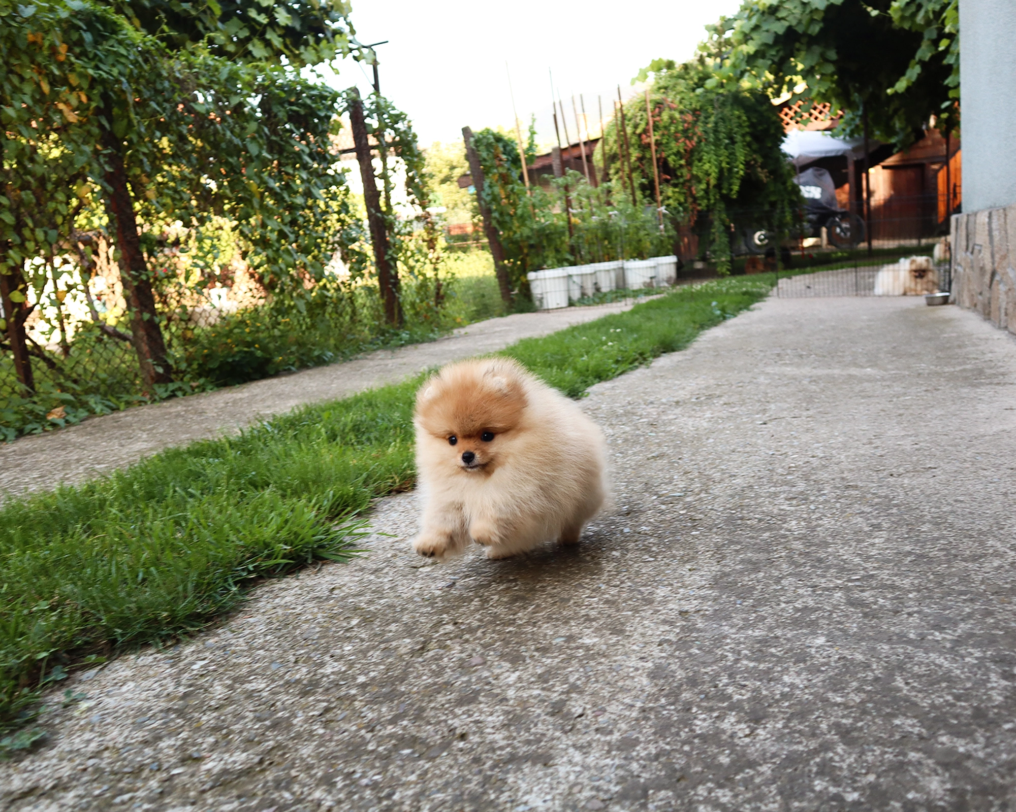Born To Be Famous Whisper Of Destiny "Sugar" 3