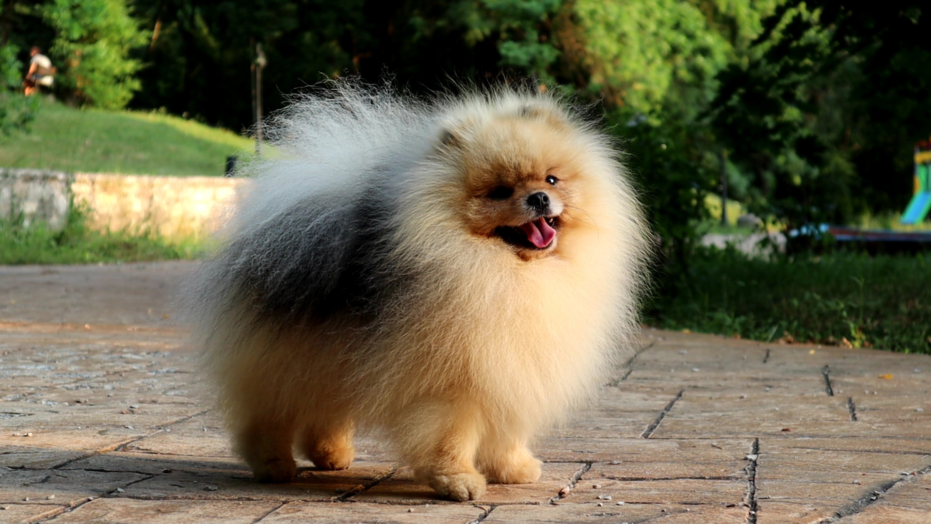 Born To Be Famous Forged In Fire "Aro"