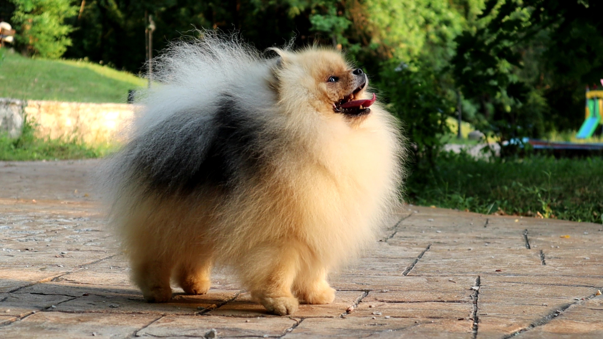 Born To Be Famous Forged In Fire "Aro" 4