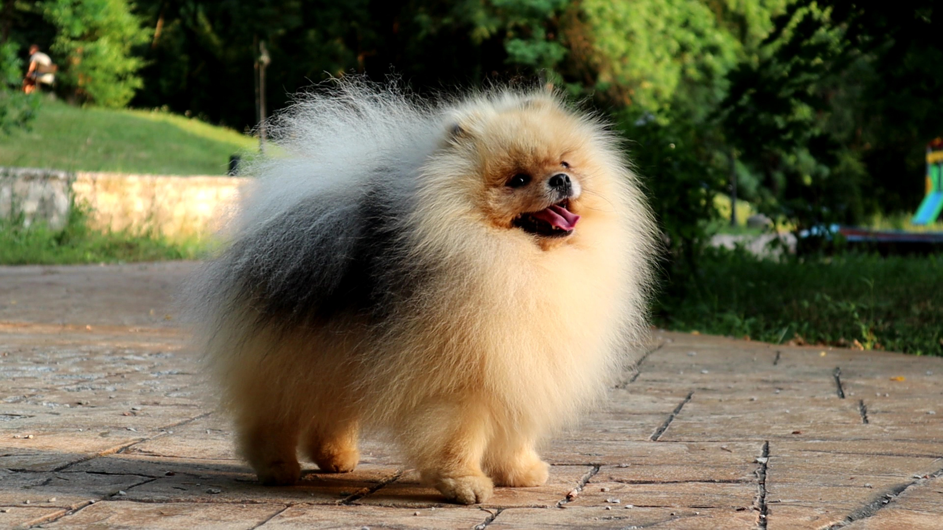 Born To Be Famous Forged In Fire "Aro" 5