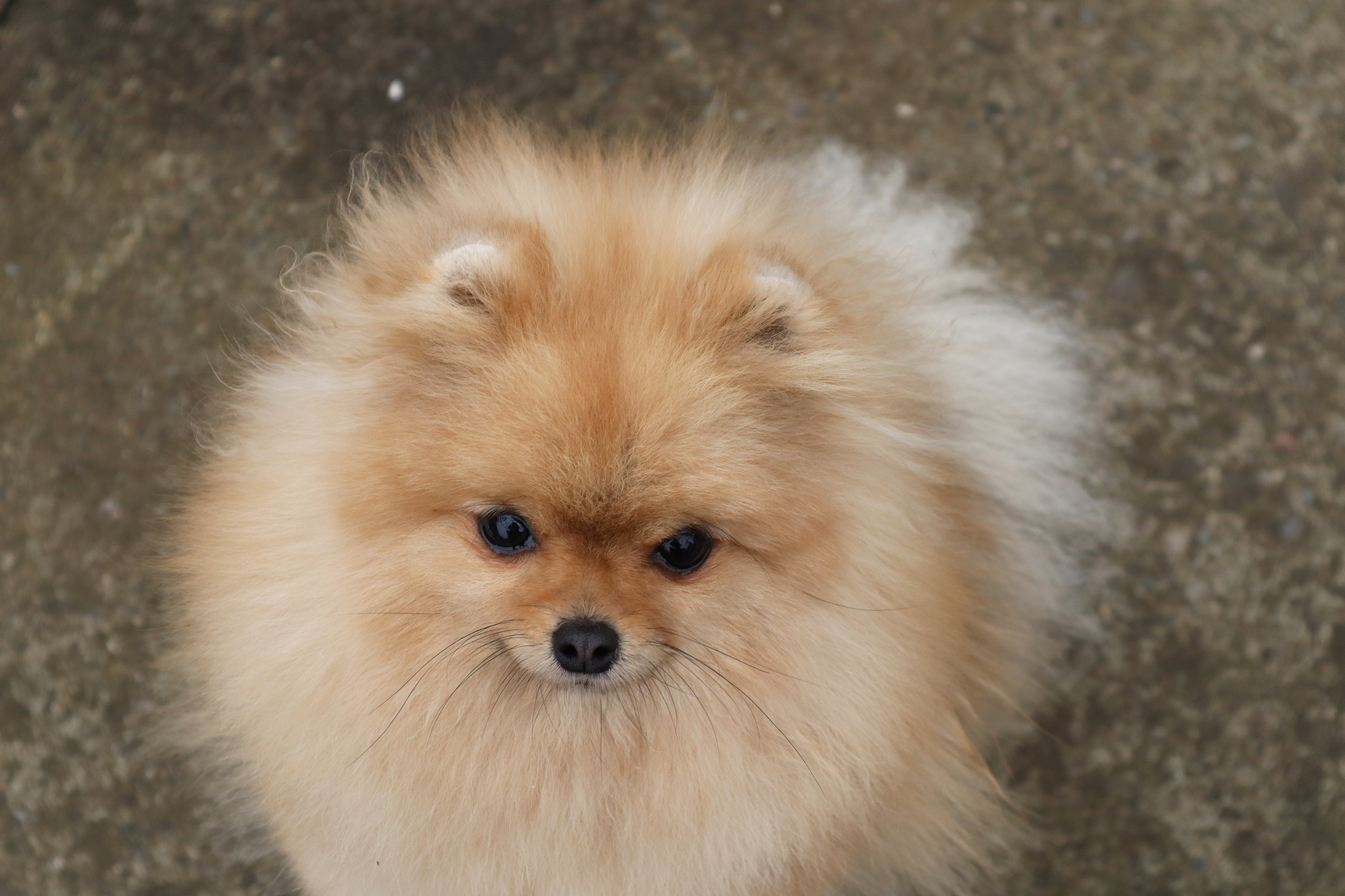 Born To Be Famous Quick As A Wink "Karma" 2