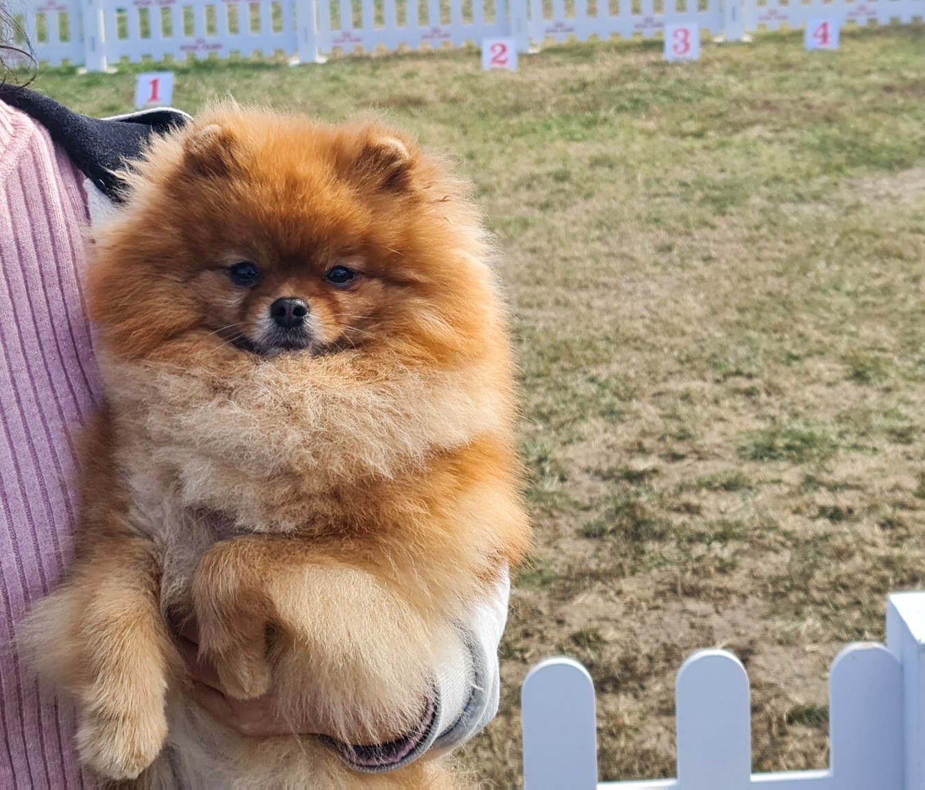 Born To Be Famous Hold My Crown "Honey" 7