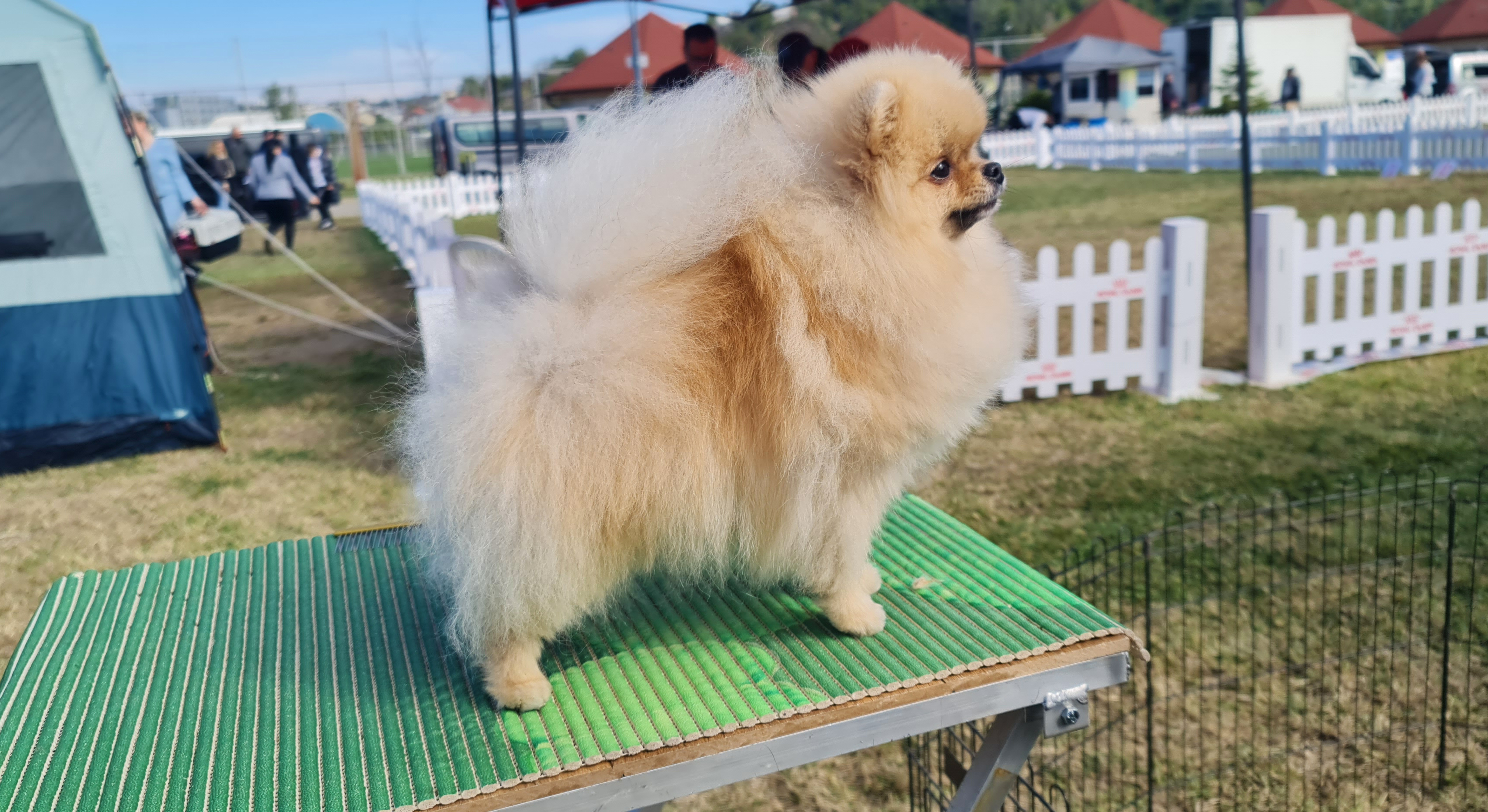 Born To Be Famous Kneel Before The Queen "Mega" 2