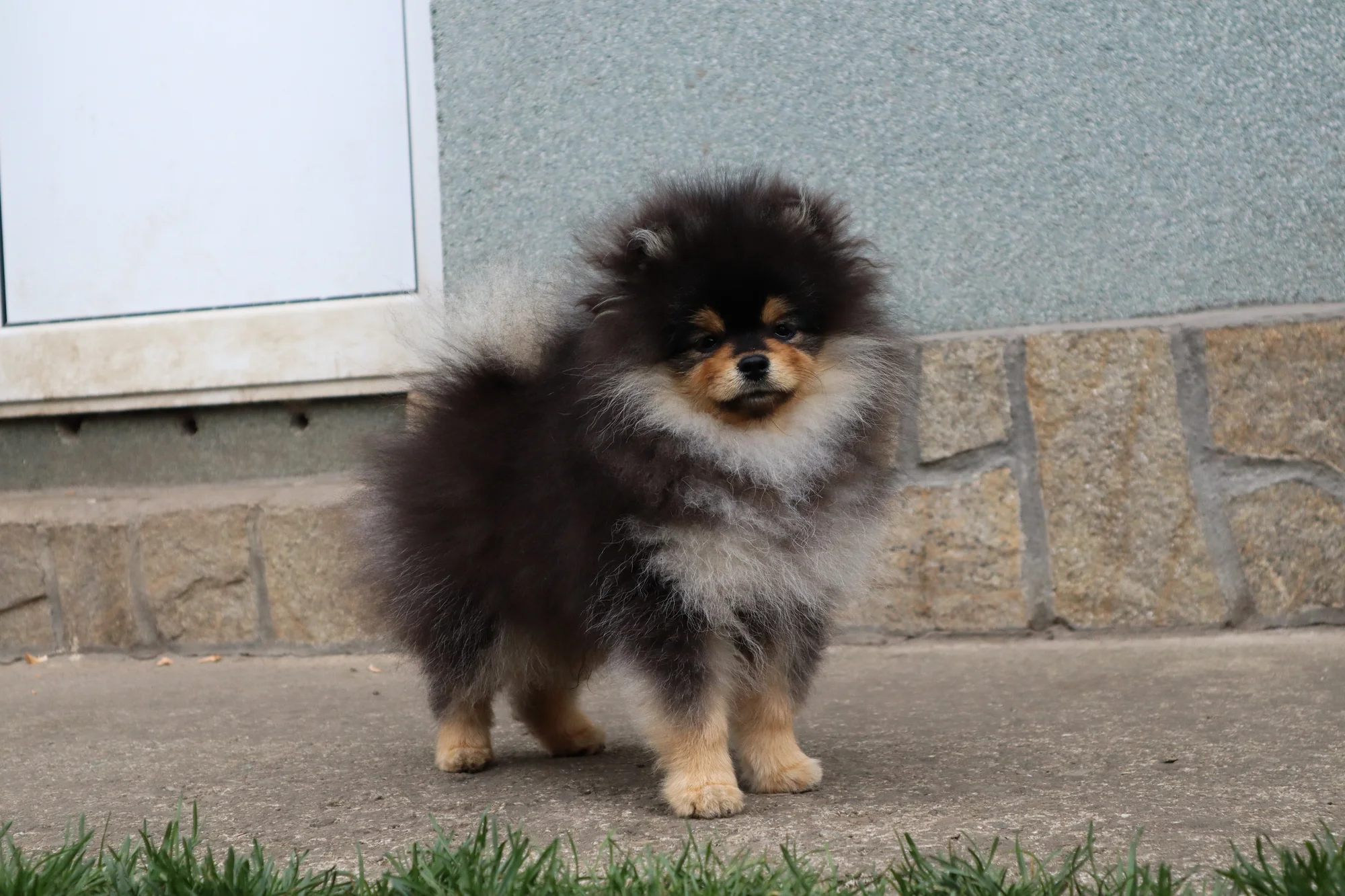 Born To Be Famous Urban Legend "Kairo" 7