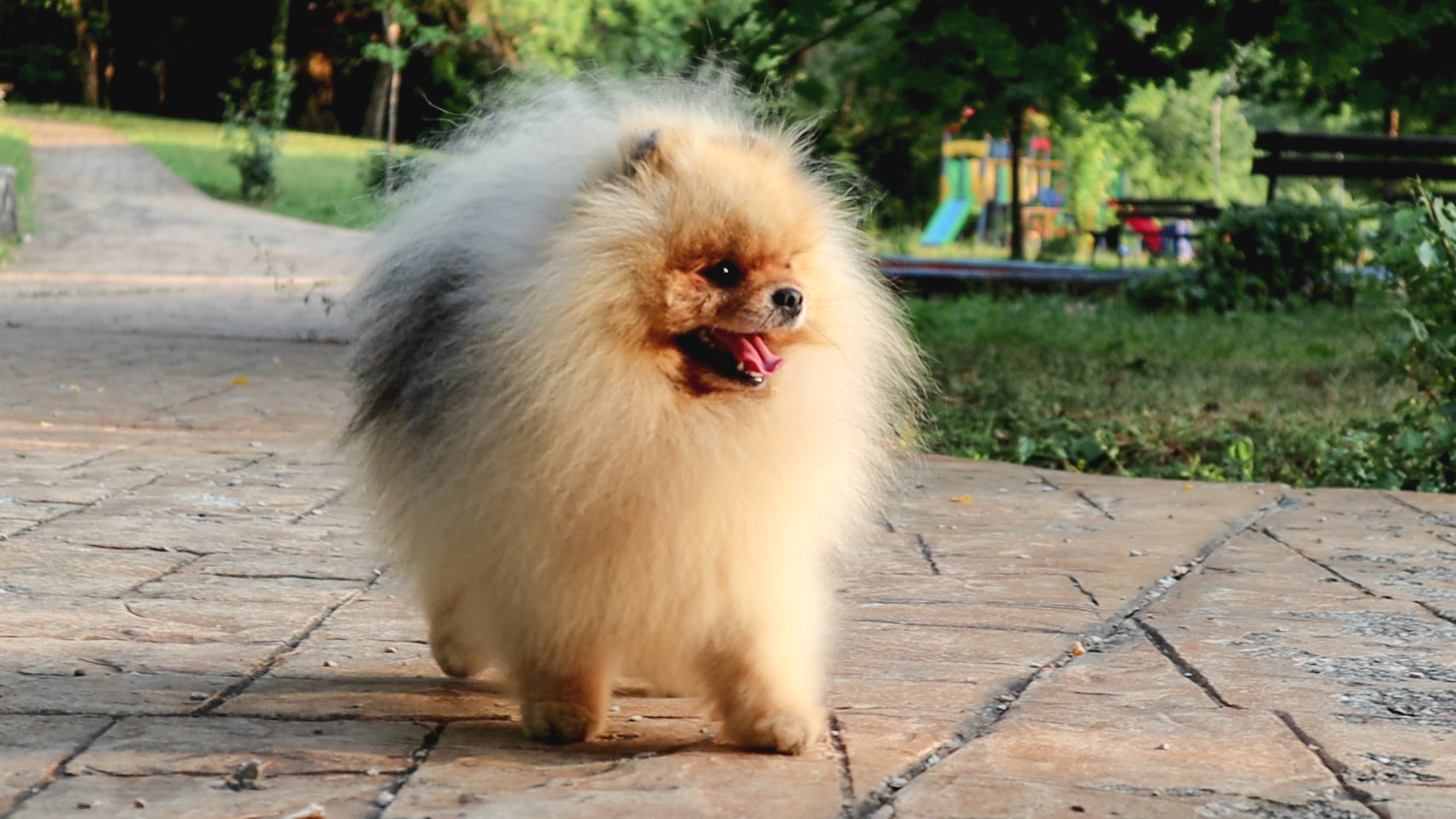 Born To Be Famous Forged In Fire "Aro" 6