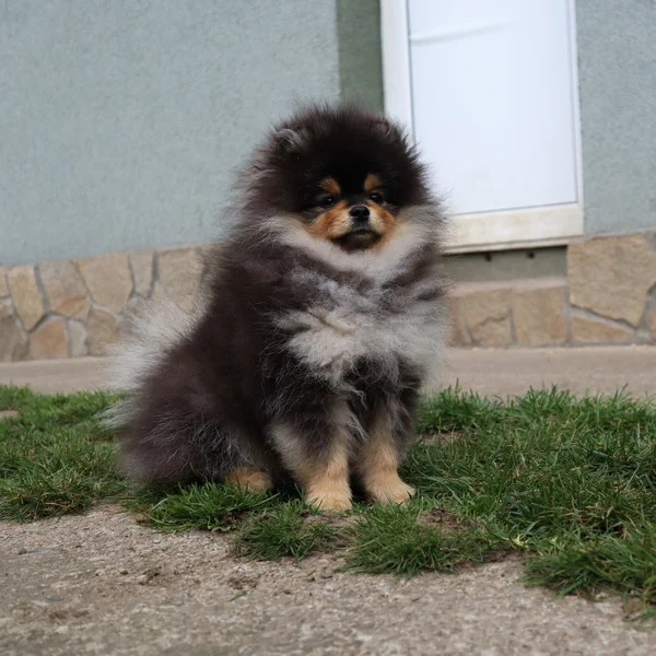 Born To Be Famous Urban Legend "Kairo"