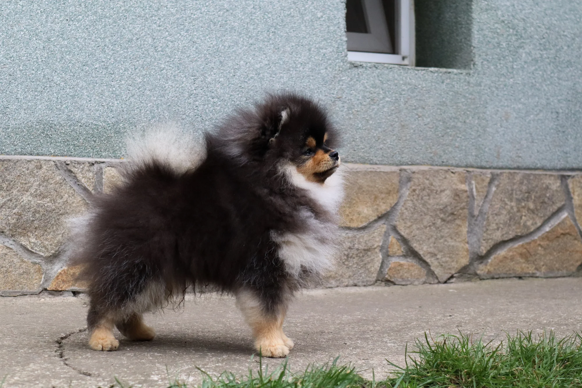 Born To Be Famous Urban Legend "Kairo" 2
