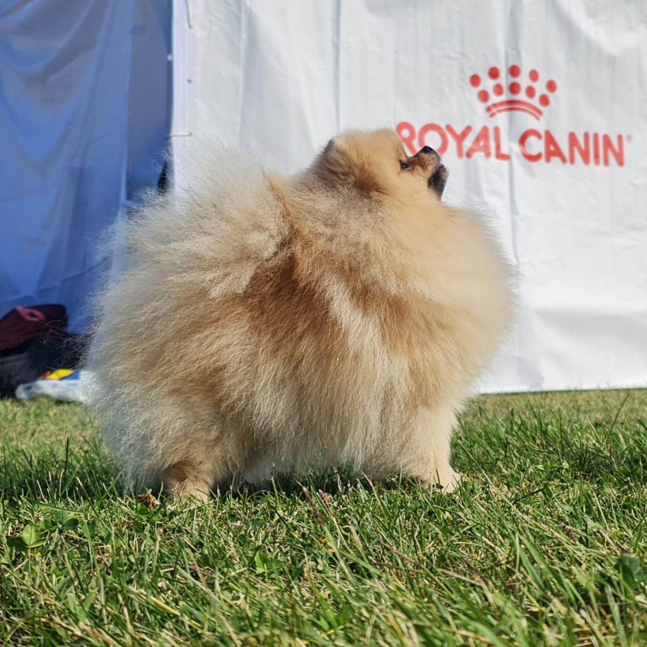 Born To Be Famous Kneel Before The Queen "Mega"