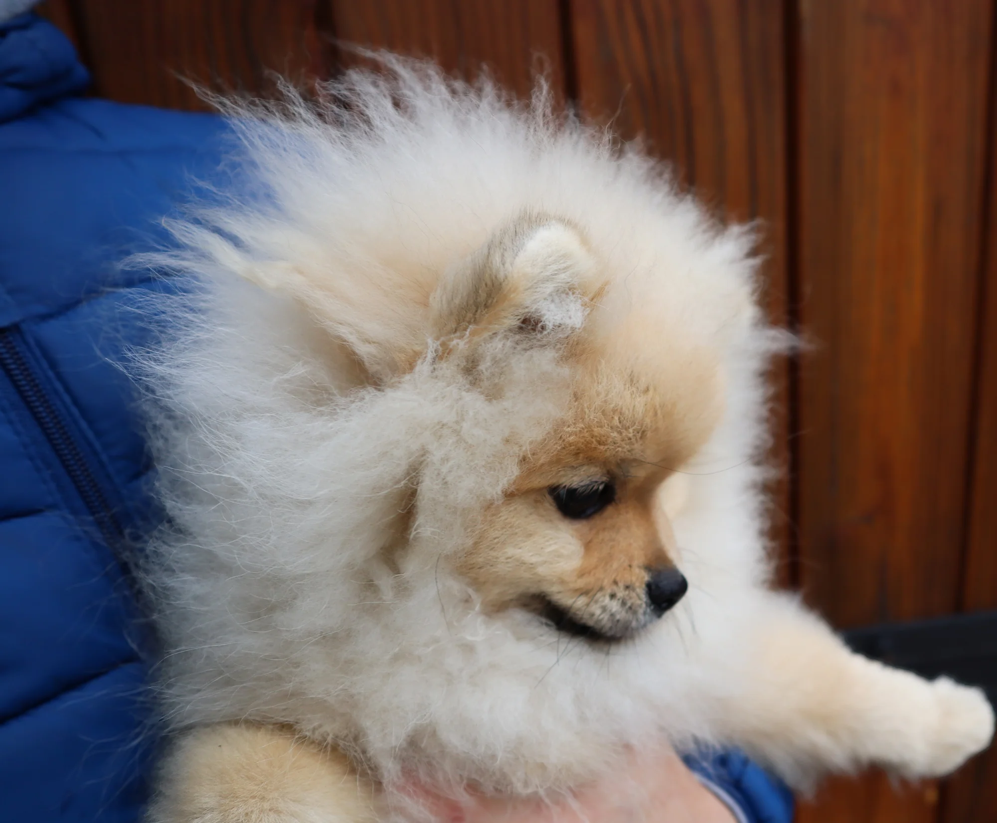 Born To Be Famous Time For Triumph "Togo" 5