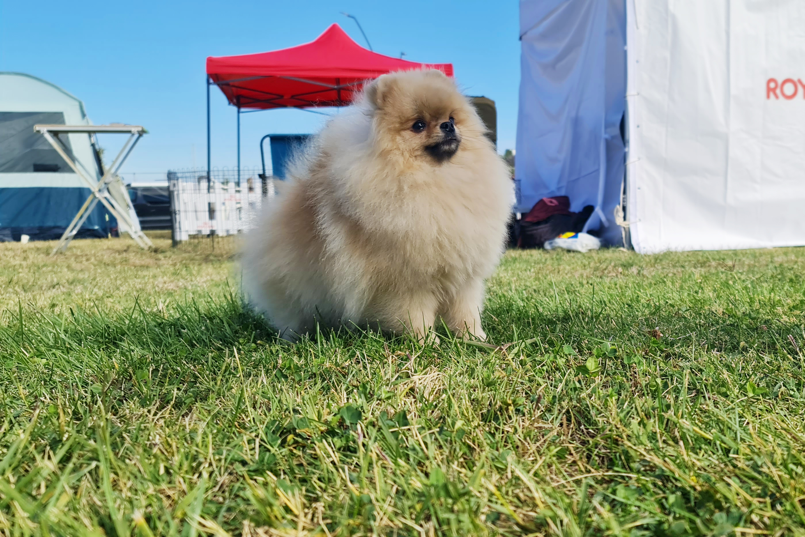 Born To Be Famous Kneel Before The Queen "Mega" 3