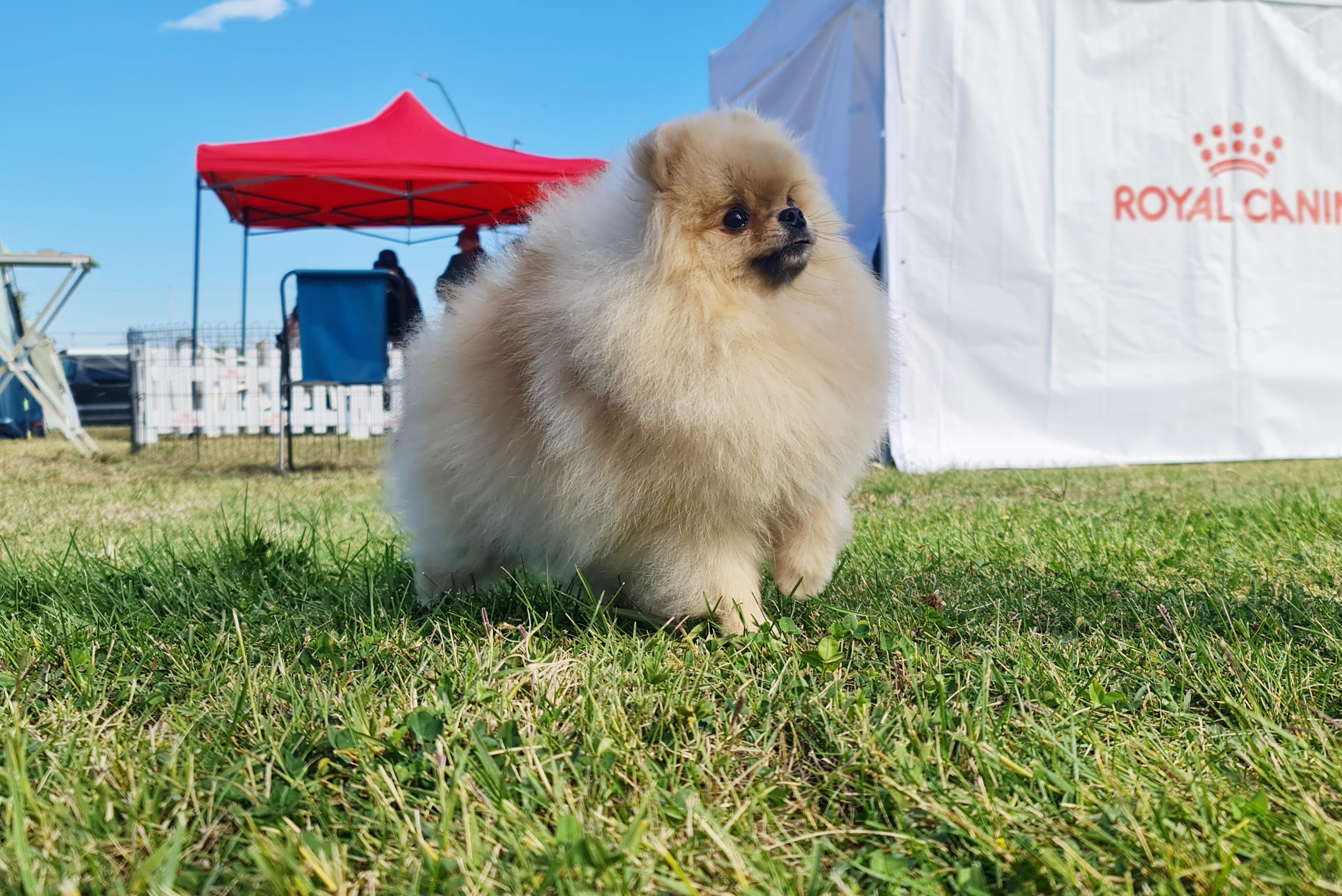 Born To Be Famous Kneel Before The Queen "Mega" 4