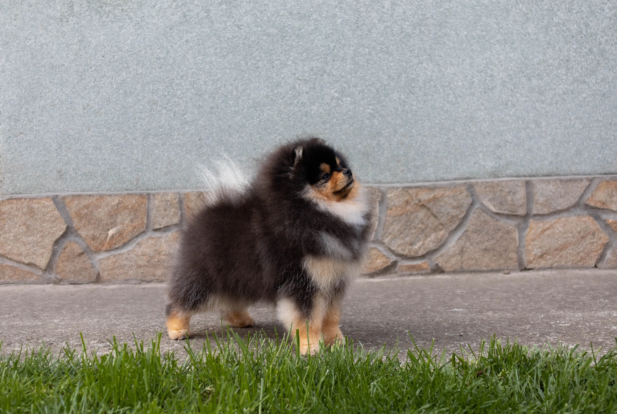 Born To Be Famous Urban Legend "Kairo" 3