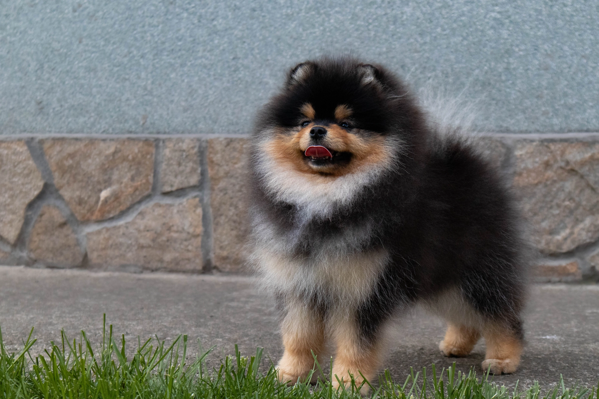 Born To Be Famous Urban Legend "Kairo" 7