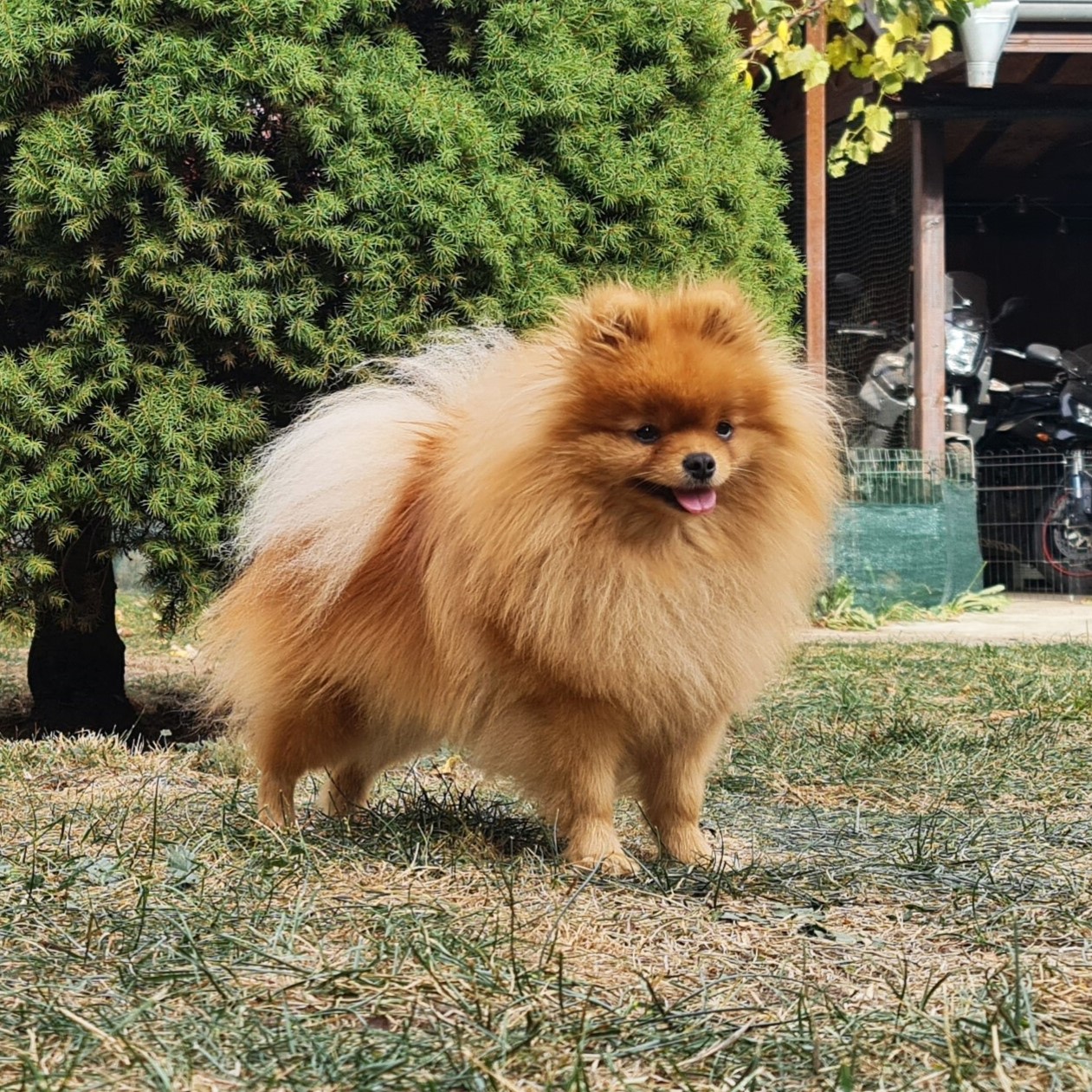 Born To Be Famous Flame Of Desire "Blondie"