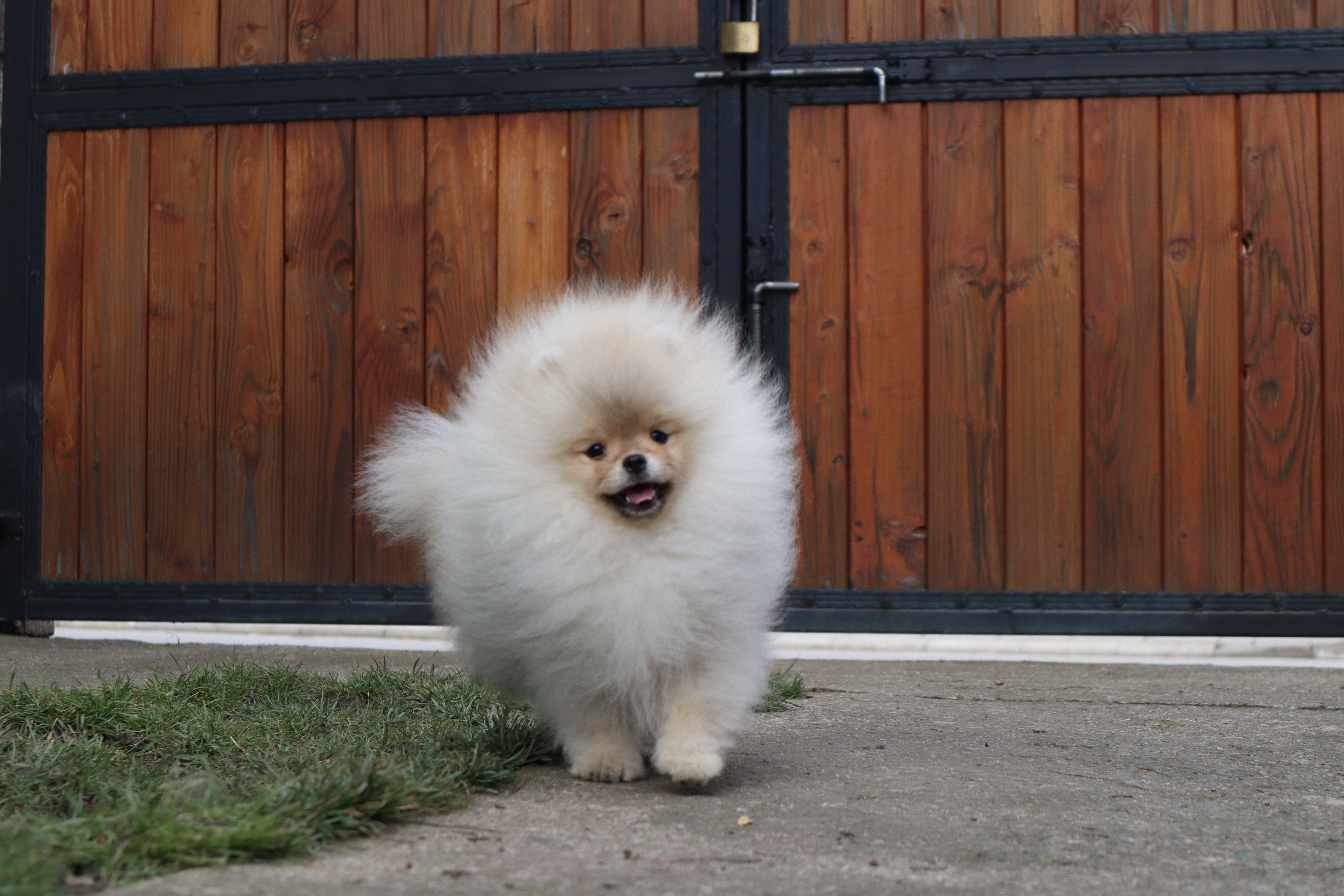 Born To Be Famous Time For Dominance "Turbo" 2