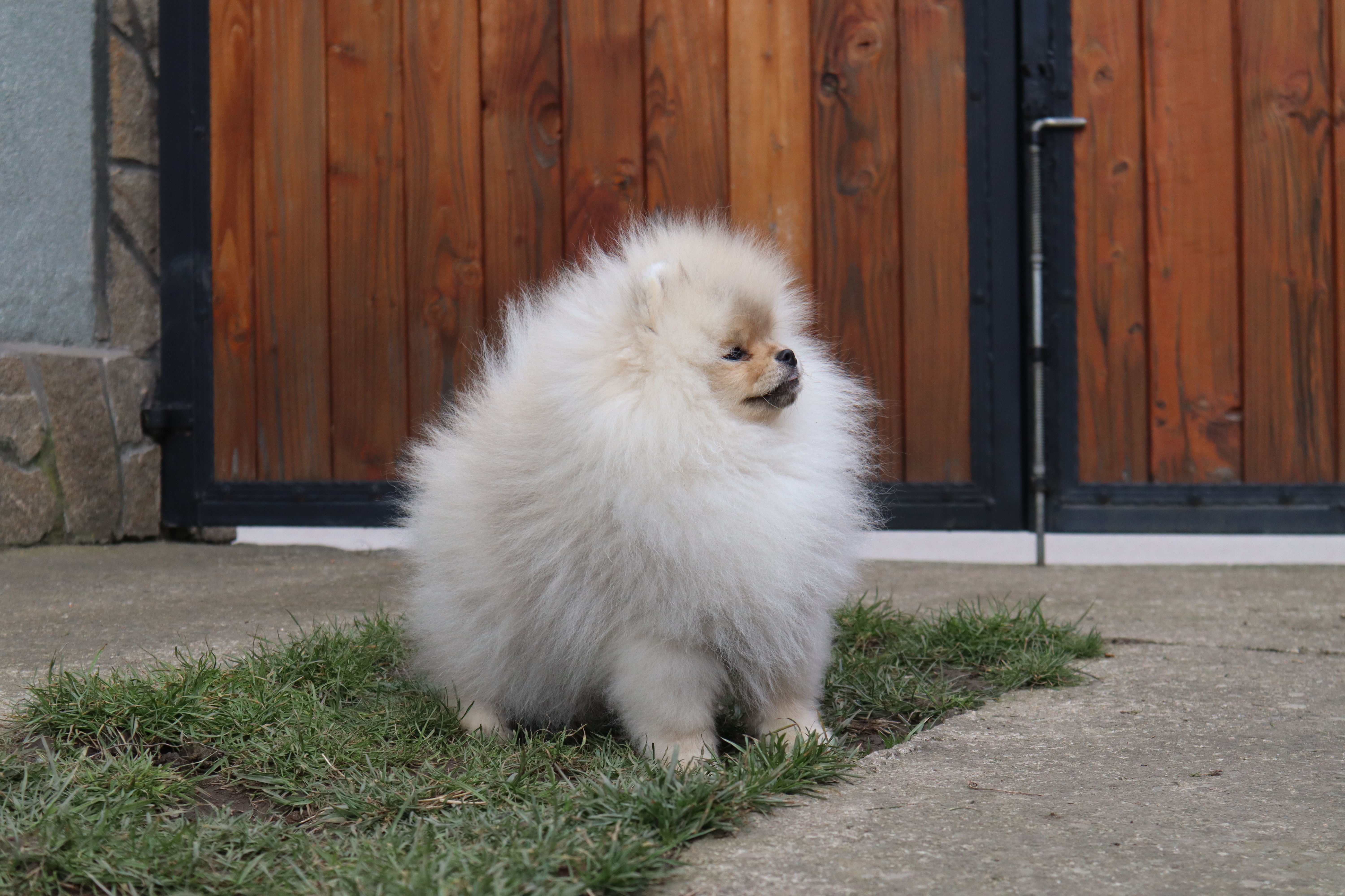 Born To Be Famous Time For Dominance "Turbo" 3