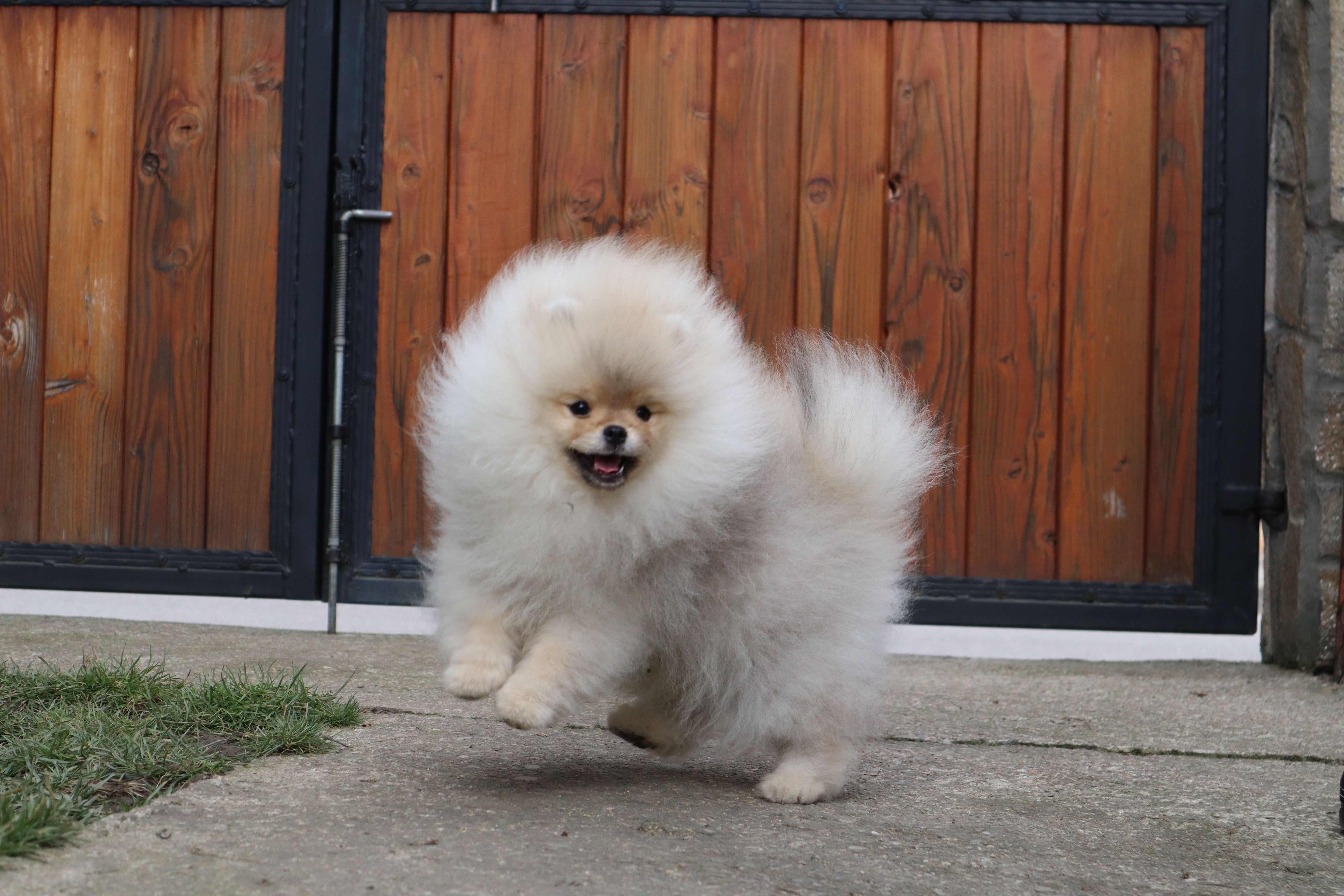 Born To Be Famous Time For Dominance "Turbo" 4