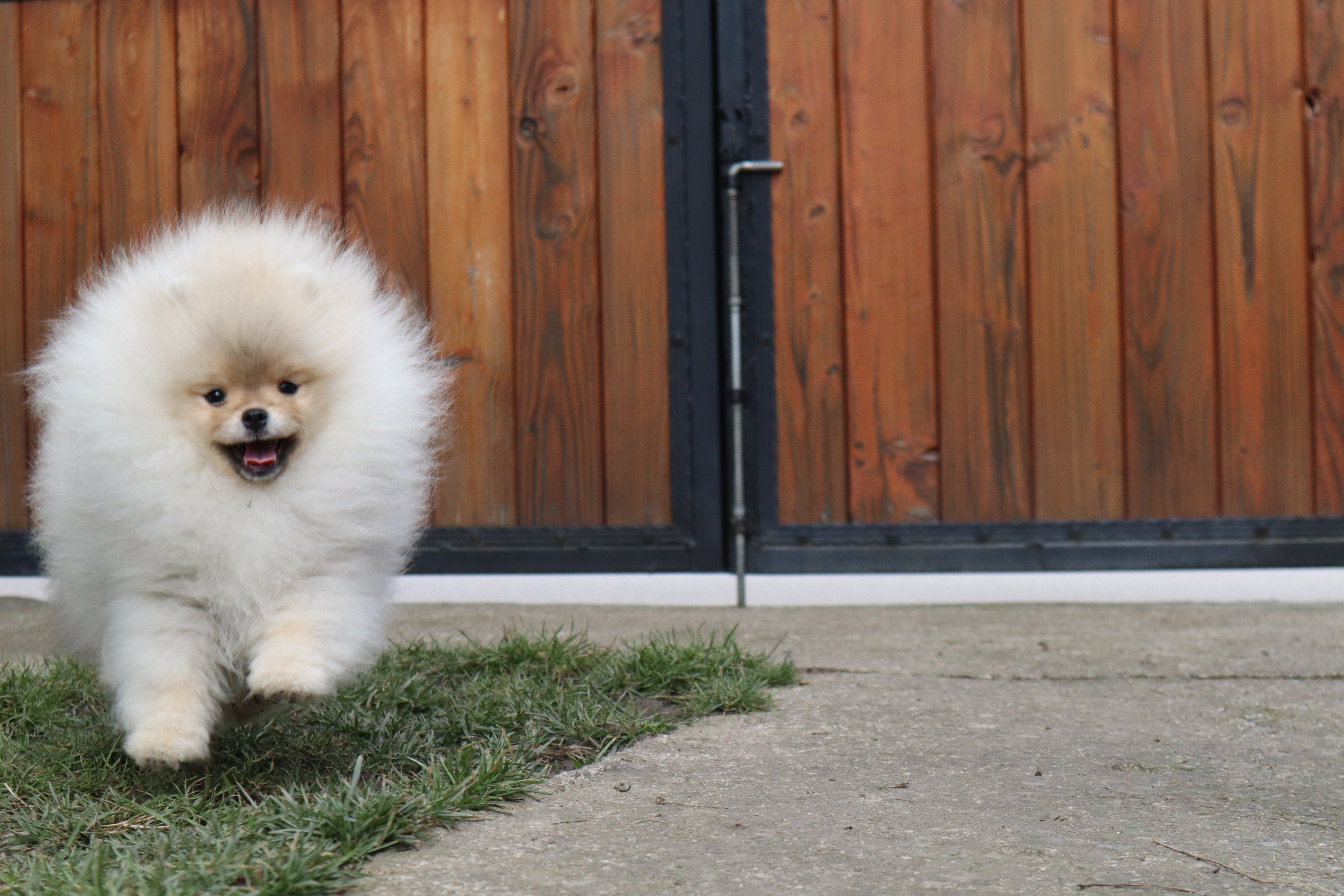 Born To Be Famous Time For Dominance "Turbo" 5