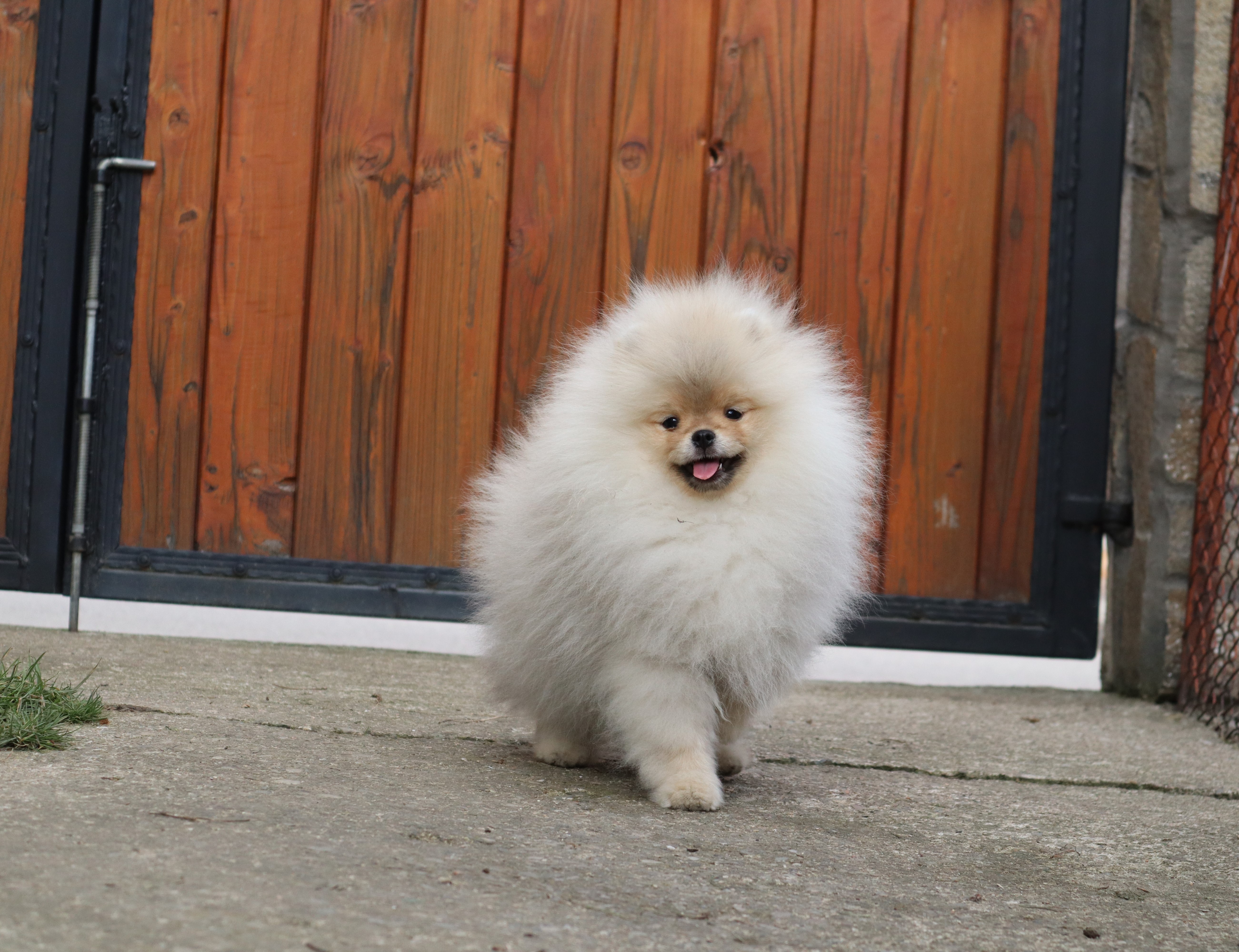 Born To Be Famous Time For Dominance "Turbo" 6