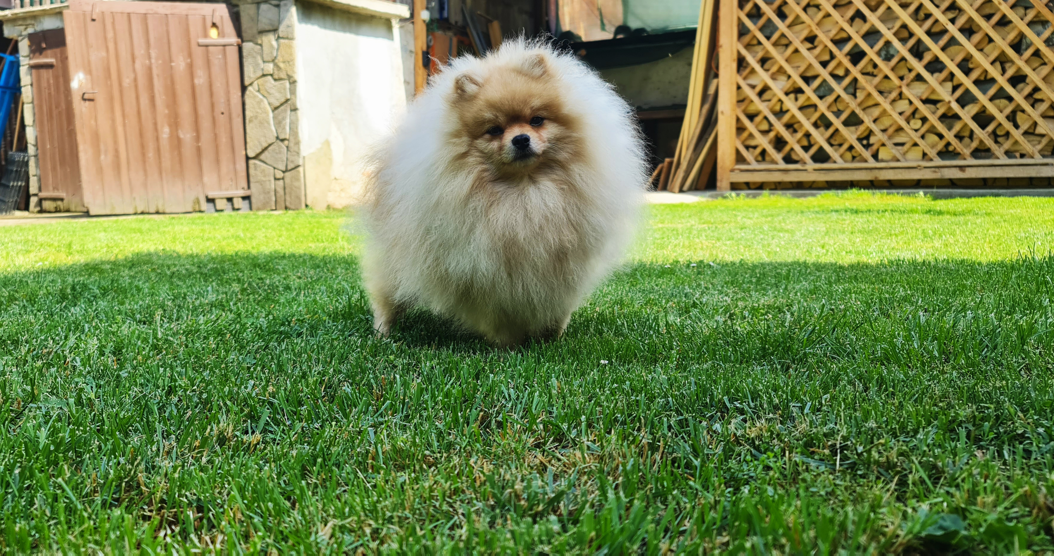 Born To Be Famous Awakening Of The Champion "Nitro"