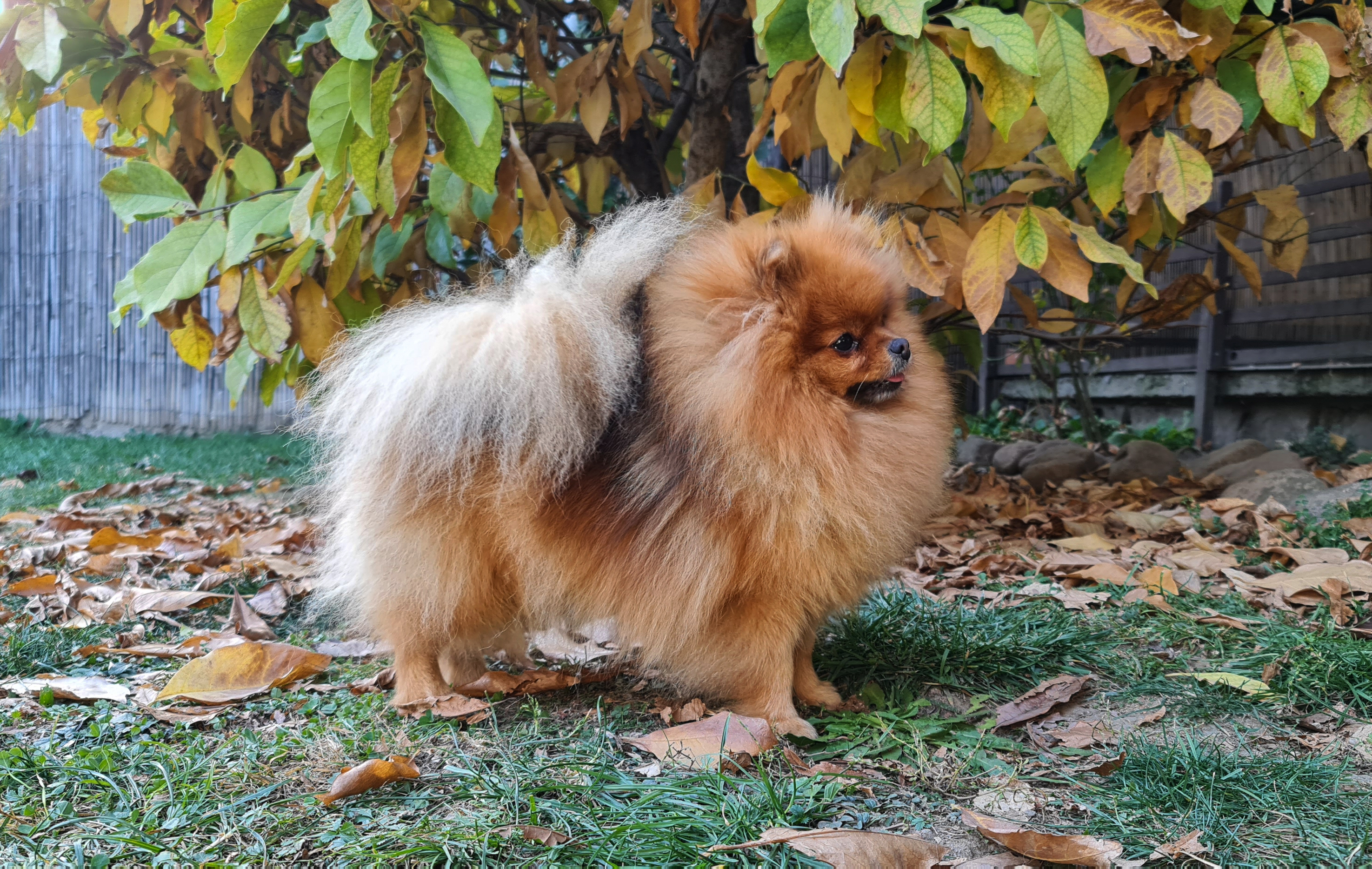 Born To Be Famous Bet On Me "Zina" 2