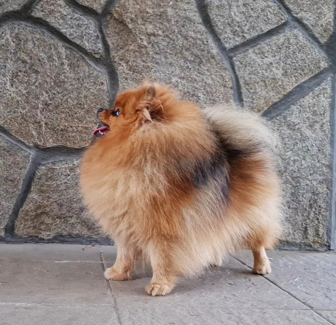 Born To Be Famous Bet On Me "Zina" 6