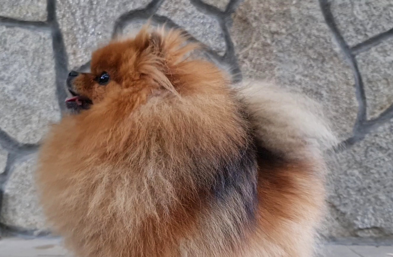 Born To Be Famous Bet On Me "Zina" 7