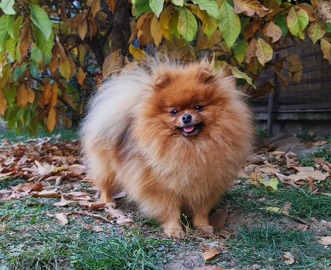 Born To Be Famous Bet On Me "Zina" 8