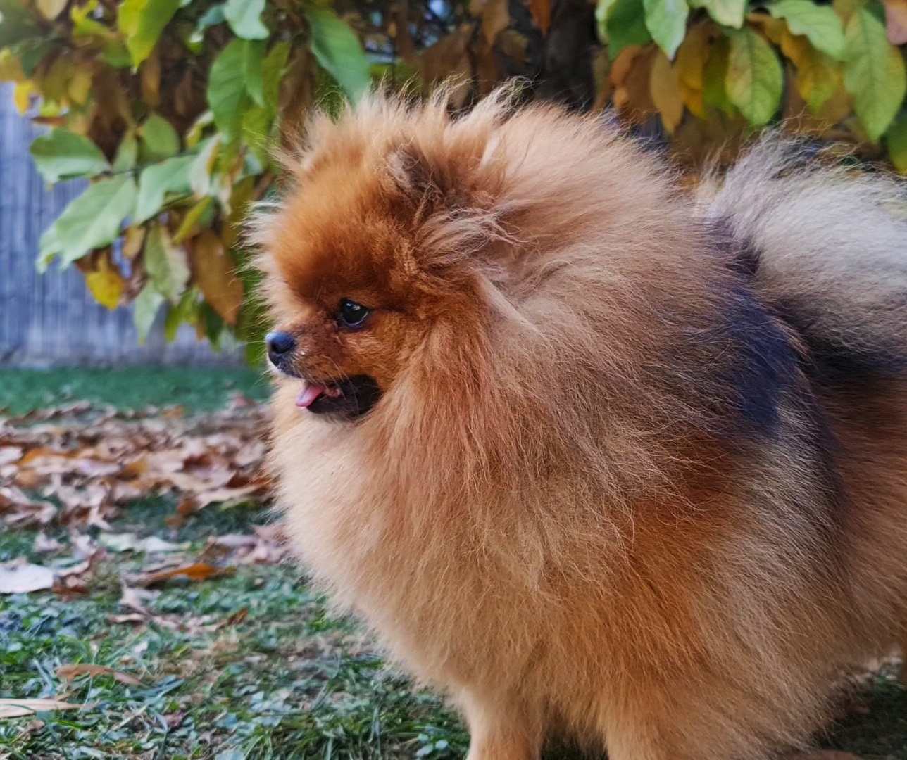 Born To Be Famous Bet On Me "Zina" 9