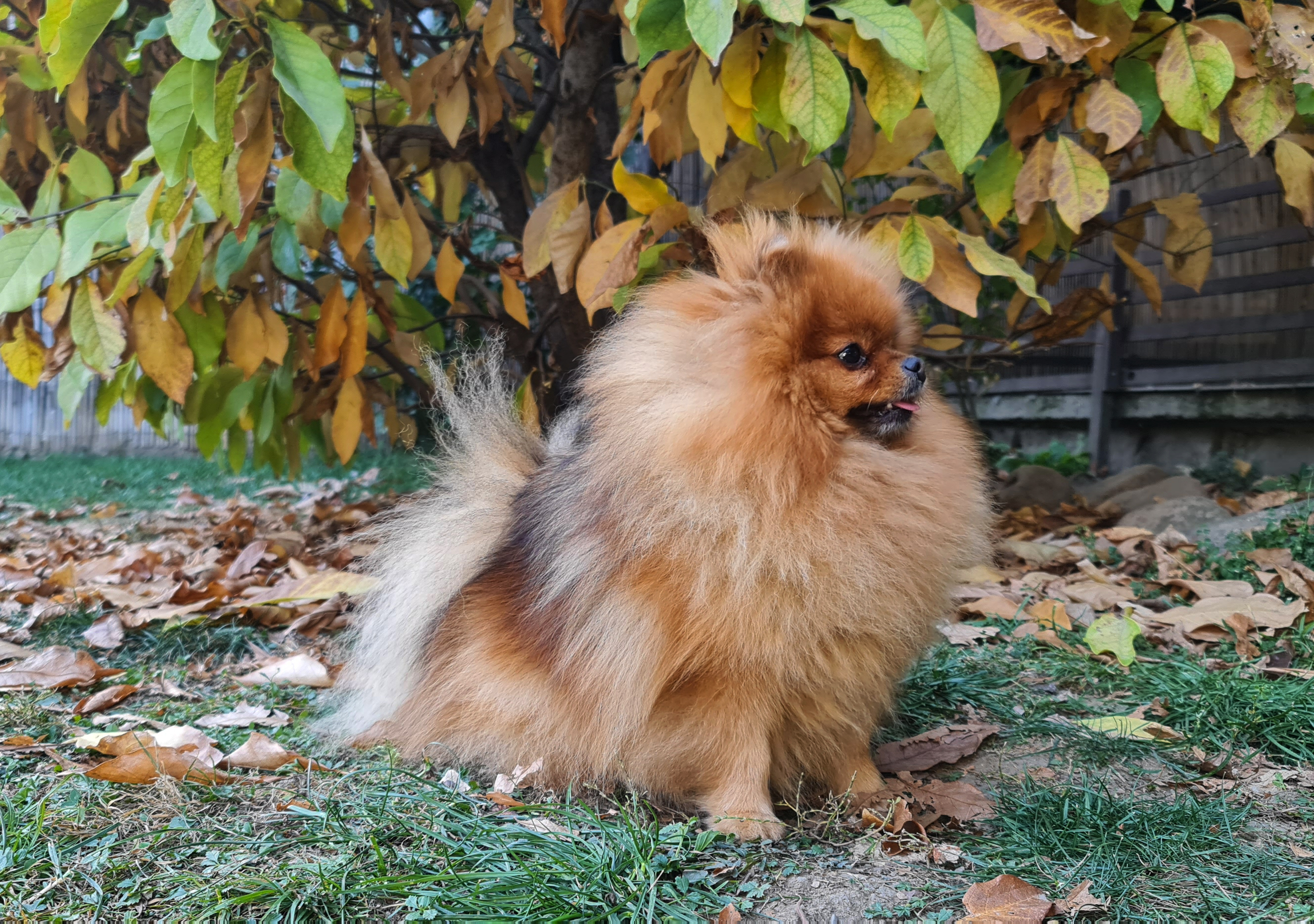 Born To Be Famous Bet On Me "Zina" 5